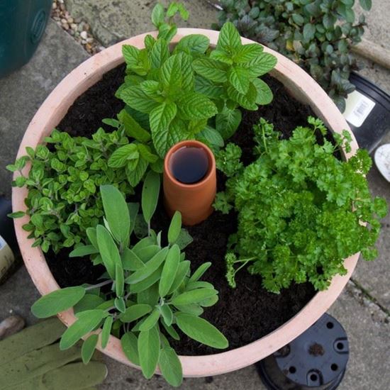 'Olla' Terracotta Irrigation Pot | Terracotta.uk.com | Hand-made UK ...